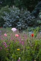 Wildflower meadow with Papaver rhoeas - The Garden House, Buckland Monachorum, Devon 