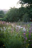 Wildflower meadow - The Garden House, Buckland Monachorum, Devon 