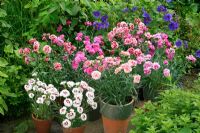Cottage garden pinks growing in terracotta pots along a path edge surrounded by herbs and Geranium ibericum
