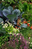 Ornamental kitchen garden with scented plants - chamomile and thyme, in front of golden feverfew, red cabbage, Beta 'Bright Lights' and French marigolds to deter whitefly