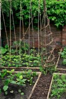 Well designed, compact kitchen garden recently planted with aubergines, chard, sweet peas, runner beans and annuals divided up into timber edged beds with chipped bark paths, sweet peas planted on wigwams and canes