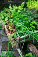 Herbs, salad leaves and vegetables growing in two recycled, hessian lined wooden tomato boxes raised up on a flat wheelbarrow. Red veined sorrel, whitefly deterring French marigolds, endive, chard, lettuce 'Marvel of Four Seasons', onions, parsley and Kale 'Redbor'