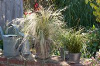 Stipa and Carex in pots on wall