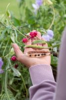 Woman holding Lathyrus odoratus flowers, seed pods and seeds in palm of hand