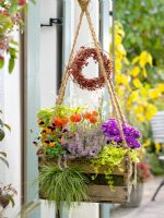 Hanging basket made from old wooden box and rope - Calluna 'Anette', Physalis, Aster dumosus 'Pink Topaz', Viola cornuta, Lysimachia nummularia and Carex 