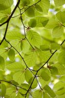 Fagus sylvatica - Beech leaves
