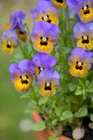 Viola cornuta 'Rocky Marlies'