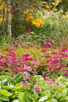 Candelabra primulas in a bog garden