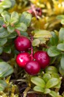 Vaccinium vitis-idaea (lingonberry or cowberry) Partrige berry in Newfoundland