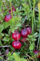 Vaccinium oxycoccos  - Cranberry, growing wild