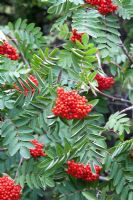 Sorbus decora - Showy mountain ash - Dog berry, Newfoundland