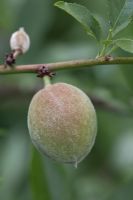 Prunus dulcis 'Robijn' - Cultivated Almond