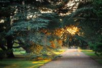 View of the Main Walk at sunset with Cedar trees - Cambridge University Botanic Gardens 