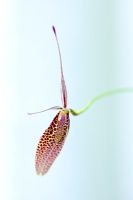Restrepia robledorum - Orchid  (guttulata group)