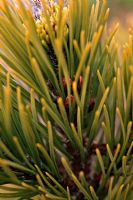 Pinus mugo 'Winter Gold' with a colony of Coccinella septempunctata - Seven Spot Ladybird overwintering in the apical bud
