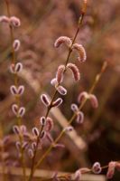 Salix x rubra 'eugenei' - Willow catkins