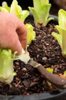 Forcing Chicory 'Witloof Zoom F1' - Chichons being harvested in early March after growing in dark