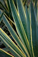 Yucca filamentosa 'Variegata'
