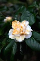 Camellia japonica 'Trewithen White' with frost damage to flowers