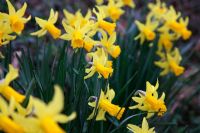 Narcissus 'February Gold' AGM