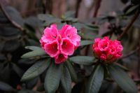 Rhododendron 'Lady Linlithglow' - sutchuense x thomsonii