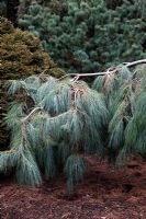 Pinus strobus 'Prostrata'