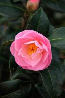 Camellia 'Nicky Crisp' - japonica x pitardii