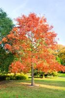 Quercus shumardii. University of Cambridge, Botanic Gardens.