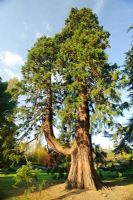 Sequoiadendron giganteum. University of Cambridge, Botanic Gardens.