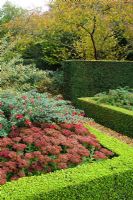 Detail of formal garden in autumn with neatly clipped Box and Yew hedges, Sedum 'Herbstfreude' syn 'Autumn Joy' and hardy Fuchsia - Wychfield, Trinity Hall, Cambridge