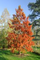 Taxodium distichum. Young tree in autumn -  Madingley Hall, Cambridge.