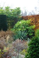 Yew topiary pillar, Beech hedge, Fatsia japonica, Mahonia 'Winter Sun', Yucca filamentosa - The Dry Garden, University of Cambridge, Botanic Garden