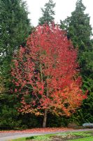 Liquidambar styraciflua 'Lane Roberts' in autumn -  University of Cambridge, Botanic Garden.