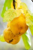 Cydonia oblonga 'Vranja' - ripe Quince in autumn