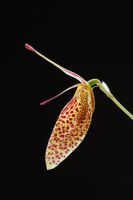 Restrepia 'Citari'. Miniature Orchid flower