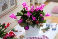 Schlumbergera - Christmas cactus decorated with slices of Grapefruit, Abies foliage and baubles
