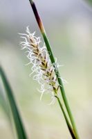 Flowers of Carex morrowii 'Ice Dance' in April