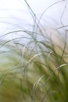 Carex comans 'Frosted Curls' in July