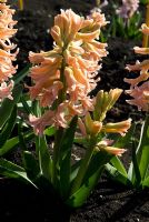 Hyacinthus 'Firelight' - The National Collection of Hyacinthus, Cambridgeshire. March