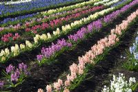 Hyacinth fields for bulb production on the fens in Cambridgeshire. Varieties include - 'Gypsy Princess', 'Paul Hermann' and 'Jan Bos' -  The National Collection of Hyacinthus orientalis held by Alan Shipp. March