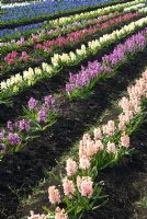 Hyacinthus fields for bulb production on the fens in Cambridgeshire. Varieties include - Gypsy Princess, Paul Hermann and Jan Bos. The National Collection of Hyacinthus orientalis