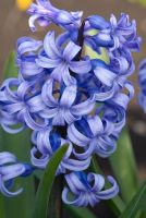 Hyacinthus 'Grande Maitre' - The National Collection of Hyacinthus, Cambridgeshire. March