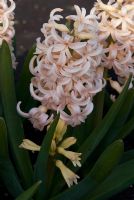Hyacinthus 'Sunny Delights' - The National Collection of Hyacinthus, Cambridgeshire. March