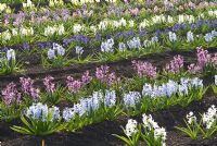 Hyacinth fields for bulb production on the fens in Cambridgeshire. The National Collection of Hyacinthus, March
