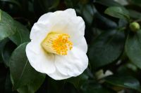 Camellia x williamsii 'Francis Hanger'