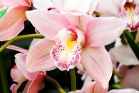 Cymbidium Barlow Rose 'Cooksbridge' - Orchid