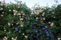 Old wall with Rosa 'Ghislaine de Feligonde' and Clematis