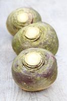 Brassica napus - Three swedes on a rustic wooden surface 