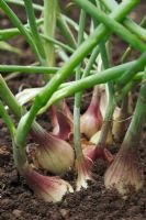 Allium cepa Aggregatum Group 'Ambition' 