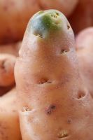 Solanum tuberosum 'Pink Fir Apple' AGM - Potato that is green at one end due to exposure to light as not covered by earth 